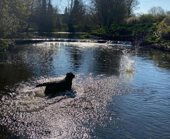 A black dog swimming in the River Bann